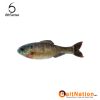 6th Sense Fishing Panorama Live Bluegill
