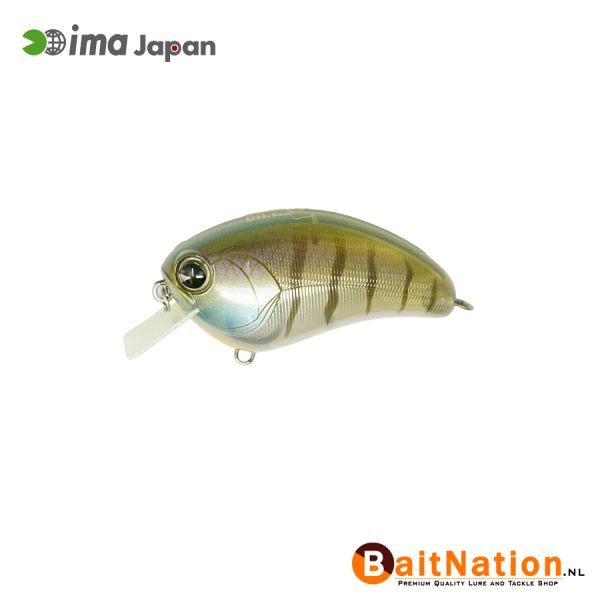 Ima Squarebill Bluegill