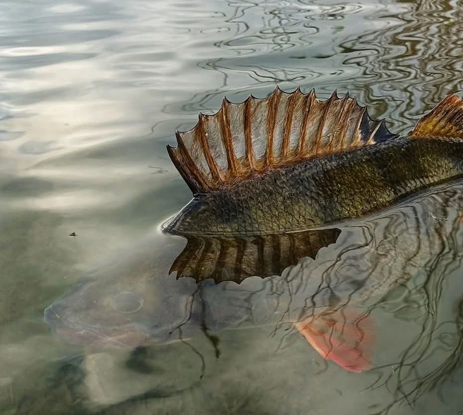 catch and release