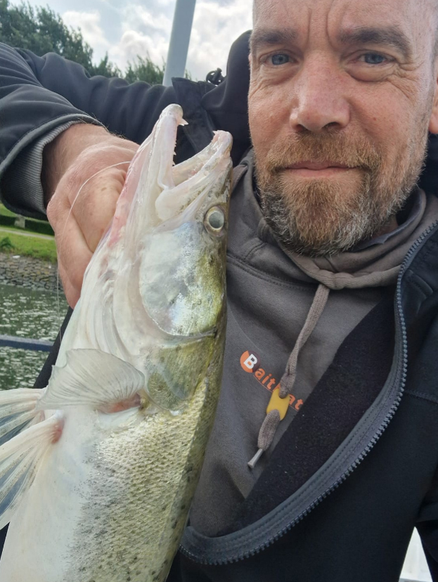 Nories-Spoon-Tail-Live-Roll-snoekbaarsvissen