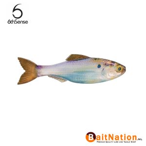 6th Sense Fishing Plump Panorama Live Gizzard Shad
