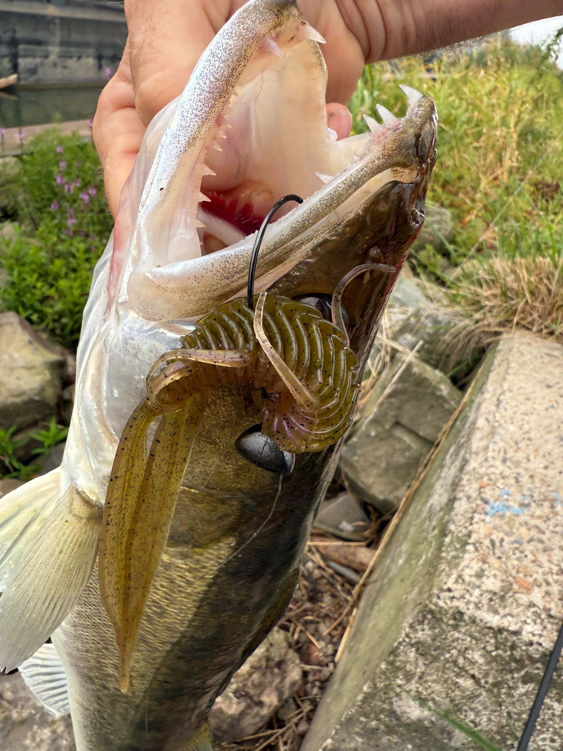 6th Sense Fishing Bodega gehaakt in de bek van een snoekbaars